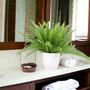 Boston Fern In 17cm Pot – Lush Air Purifying Plant, thumbnail 4 of 5