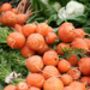 Carrot 'Paris Market' Seeds, thumbnail 3 of 4