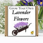 Gardening Gift For Her. Grow Your Own Lavender Plant, thumbnail 1 of 6