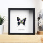 Purple Spotted Swallowtail Handcrafted Frame, thumbnail 1 of 3