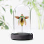 Purpurascens Wood Borer Beetle Insect Bug Entomology Taxidermy Bell Jar, thumbnail 1 of 3