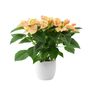 Marble Poinsettia Gift In White Ceramic Pot – 13cm – Free Standard Gift Wrap, thumbnail 3 of 3
