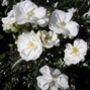 White Flower Carpet Rose 4 L – Hardy Ground Cover Plant, thumbnail 1 of 5