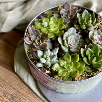 Succulents In A Biscuit Tin, 3 of 12