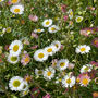 Earrings With Daisy And Forget Me Not Flowers, thumbnail 8 of 12