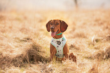 Mint Choc Chip Easter Bunny Dog Harness, 7 of 7