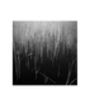 Water Reeds, Lopham Fen, Suffolk Photographic Art Print, thumbnail 3 of 4