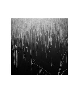 Water Reeds, Lopham Fen, Suffolk Photographic Art Print, 3 of 4