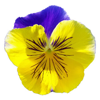 Flowers Pansy 'Morpheus' 20 X Plant Pack, 4 of 4