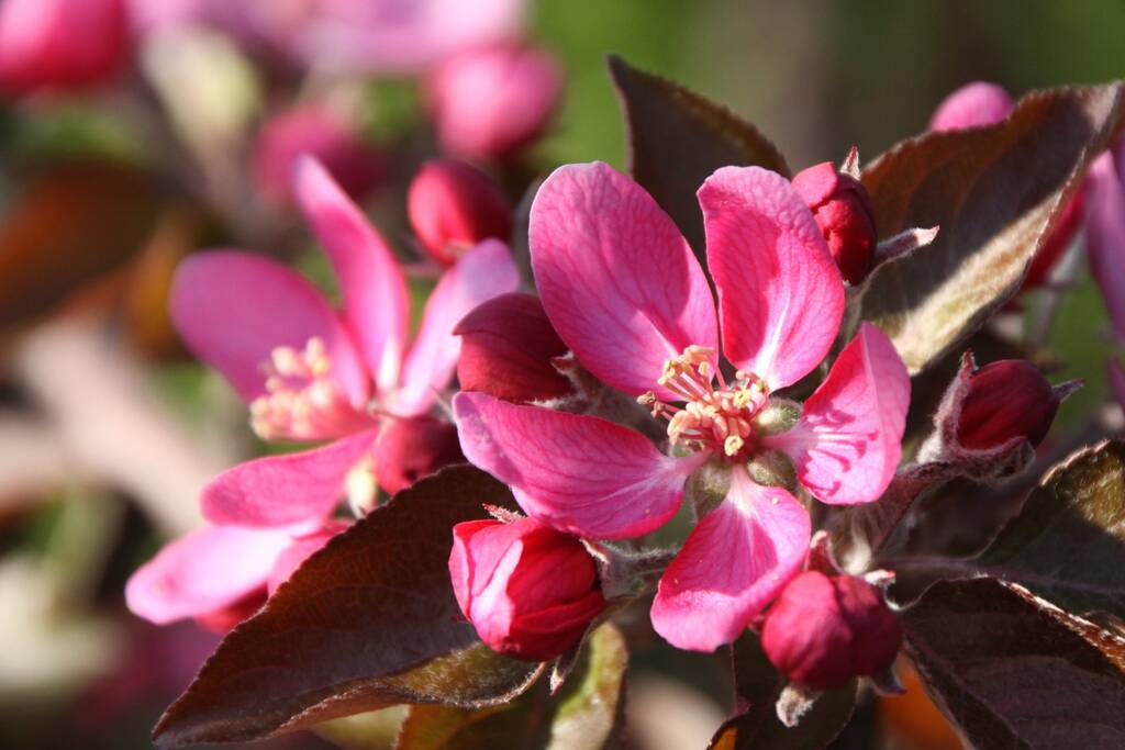 Apple Malus Tickled Pink Baya Marisa Tree
