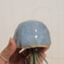 Ceramic Shell Jellyfish Air Plant Gift For Plant Lover, thumbnail 9 of 12