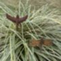 Birds And Insects Garden Feature Stake Handmade Small, thumbnail 7 of 8