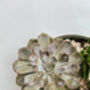 Handmade Diy Succulent Bowl, thumbnail 5 of 7