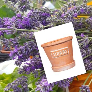 Rosemary Herb Set, 6 of 6