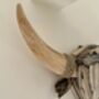 61cm Driftwood Bull Head With Horns Wooden Wall Decor, thumbnail 2 of 9