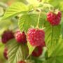 Fruit Raspberry 'Malling Admiral' Bare Rooted Plant, thumbnail 2 of 6