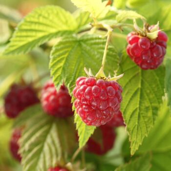 Fruit Raspberry 'Malling Admiral' Bare Rooted Plant, 2 of 6