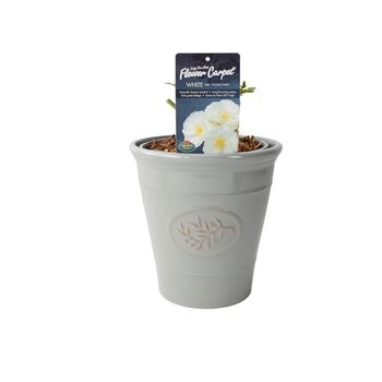 White Flower Carpet Rose 4 L – Hardy Ground Cover Plant, 3 of 5