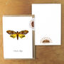 Death's Head Hawkmoth A6 Greetings Cards, thumbnail 3 of 7