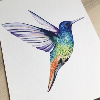 Golden Tailed Sapphire Hummingbird Print, 2 of 9