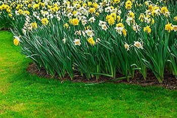 Mixed Selection Of Daffodils 30 X Bulb Pack, 3 of 5