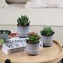 Three Artificial Succulent Plants In Pot, thumbnail 1 of 7