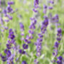 Lavender Plants 'Hidcote' In A One Litre Pot, thumbnail 6 of 10