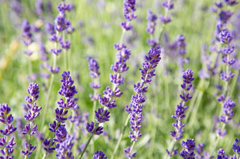 Lavender Plants 'Hidcote' In A One Litre Pot, 6 of 10