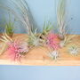 Air Plant Varieties Plant Gift For Plant Lover, thumbnail 3 of 12