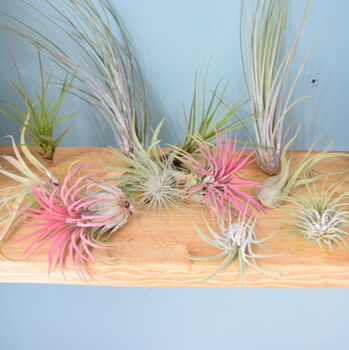 Air Plant Varieties Plant Gift For Plant Lover, 3 of 12