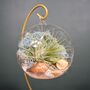 Diy Air Plant Terrarium Kit Hanging Terrarium Gift Light Blue Moss With Optional Gold Stand, thumbnail 5 of 7