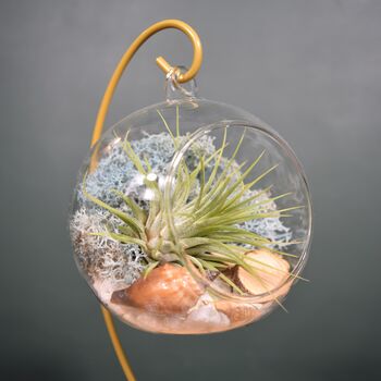 Diy Air Plant Terrarium Kit Hanging Terrarium Gift Light Blue Moss With Optional Gold Stand, 5 of 7