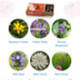 Wildflower Seeds For British Bees Collection Of Six Mixes, thumbnail 11 of 12