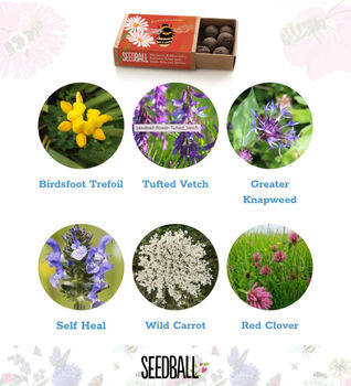 Wildflower Seeds For British Bees Collection Of Six Mixes, 11 of 12
