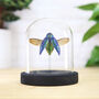 Sumptuosa Jewel Beetle Insect Bug Entomology Taxidermy Bell Jar, thumbnail 1 of 3