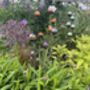 Stylish Cluster Of Five Marbles For Garden, thumbnail 10 of 10