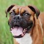 Funny Boxer Silhouette Dog Card, thumbnail 3 of 6