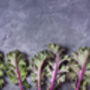 Kale 'Red Russian' Nine X Plug Plant Pack, thumbnail 5 of 5