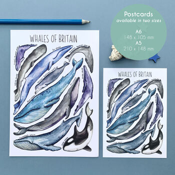 Whales Of Britain Illustrated Postcard, 2 of 11