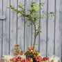 Wild Apple Tree Gift Crate, thumbnail 1 of 8