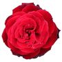 Floribunda Rose Plant 'Lovestruck', thumbnail 1 of 5