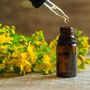 Herbs, St John's Wort, Full Plants In 9cm Pots, thumbnail 4 of 5