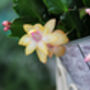 Christmas Cactus Yellow One X Full Plant 13cm Pot, thumbnail 4 of 6