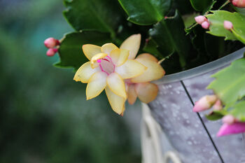 Christmas Cactus Yellow One X Full Plant 13cm Pot, 4 of 6