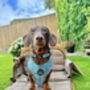 Rosie Rose Cornflower Blue Floral Dog Harness, thumbnail 10 of 10