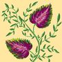 A Fine Vine, thumbnail 6 of 7