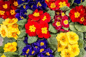 Primula 'Wanda Mix' Six X Full Plant Pack, 3 of 5