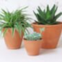 Terracotta Plant Pots Set Of Three Tapered, thumbnail 5 of 6