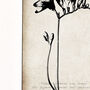 Freesia Fine Art Print 'Botanical Series', thumbnail 3 of 5
