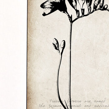Freesia Fine Art Print 'Botanical Series', 3 of 5